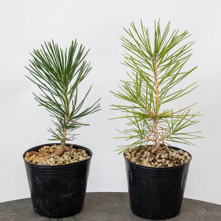 Healthy pine and anemic pine