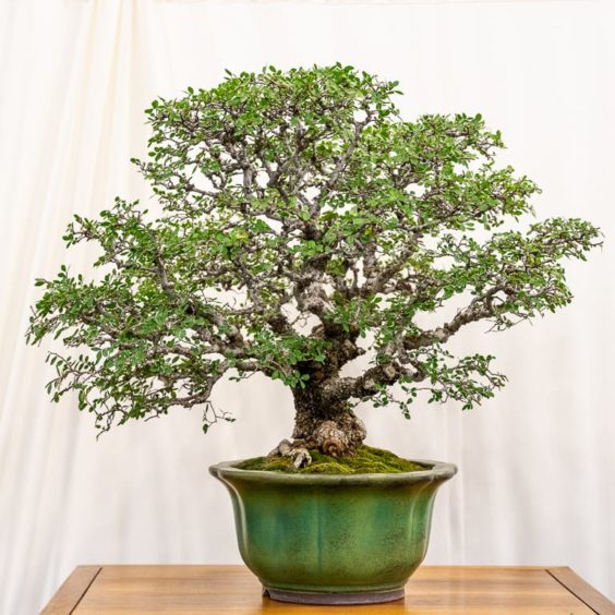 U.S. National Bonsai Exhibition Critique - Bonsai Tonight