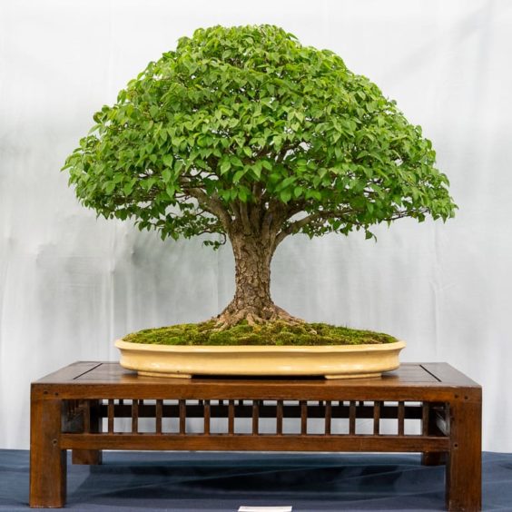 U.S. National Bonsai Exhibition Critique Bonsai Tonight