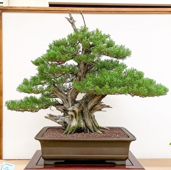 Yamato Bonsai Kai's 50th exhibition - Bonsai Tonight