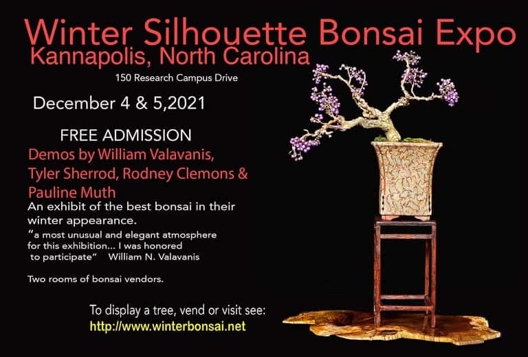 Winter Silhouette Bonsai Expo