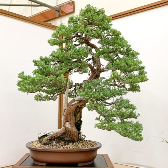 Yamato Bonsai Kai's 50th exhibition - Bonsai Tonight