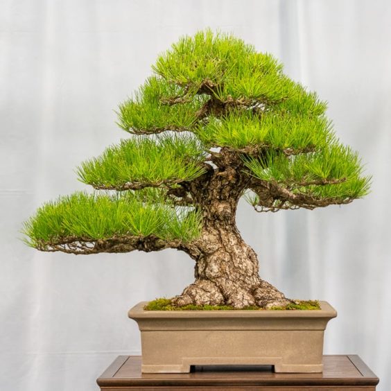 Short interviews at the 7th US National Bonsai Exhibition - Bonsai Tonight