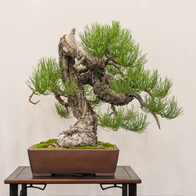 Short interviews at the 7th US National Bonsai Exhibition - Bonsai Tonight