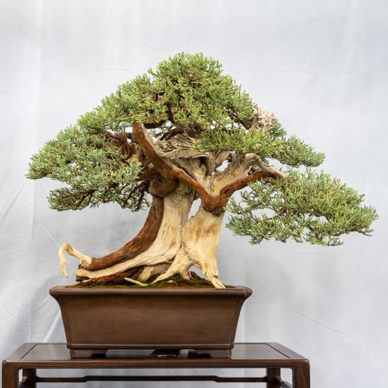 Short interviews at the 7th US National Bonsai Exhibition - Bonsai Tonight