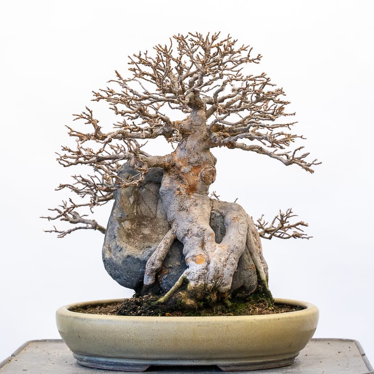 Root over rock trident maple bonsai