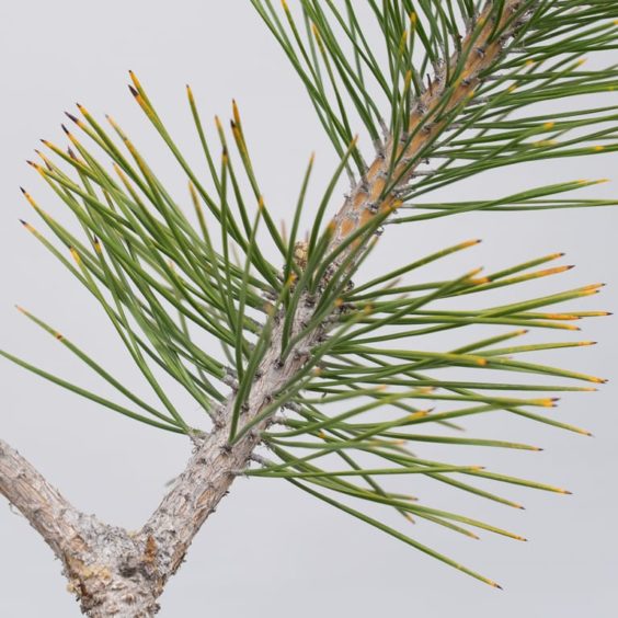 Why is my pine yellow? A black pine troubleshooting guide Bonsai Tonight