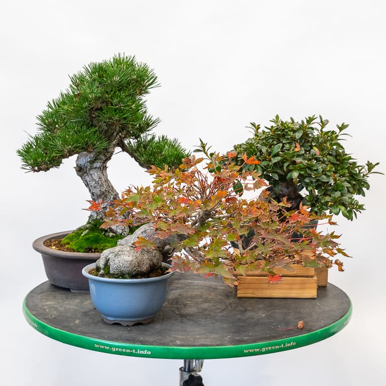 Pine, azalea, and Japanese maple
