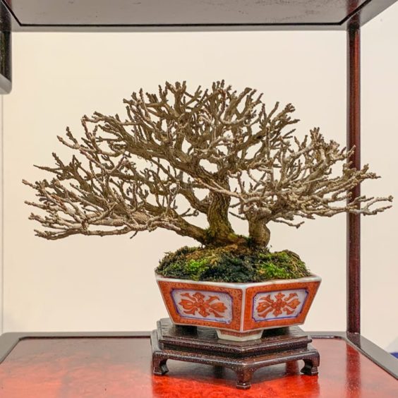 How to determine the direction or flow of a bonsai - Bonsai Tonight