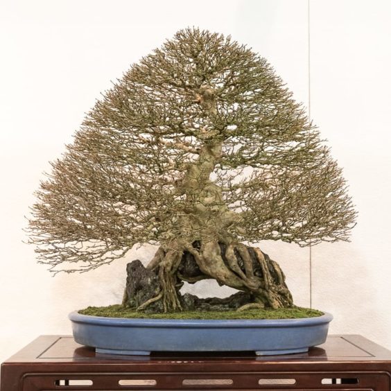 How to determine the direction or flow of a bonsai - Bonsai Tonight