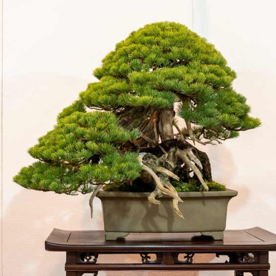 How to determine the direction or flow of a bonsai - Bonsai Tonight