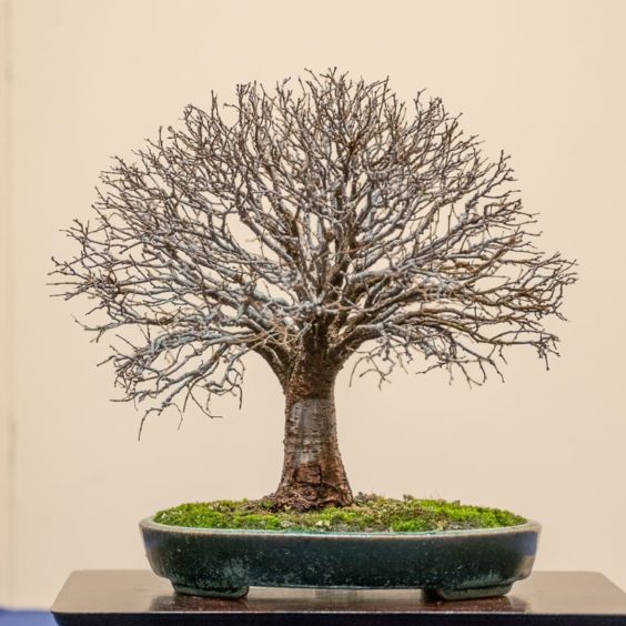 How to determine the direction or flow of a bonsai - Bonsai Tonight