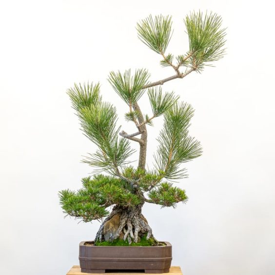 Cutback and wiring a root over rock black pine - Bonsai Tonight