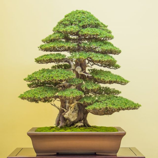 Conifers vs. deciduous bonsai: evaluating different species - Bonsai ...