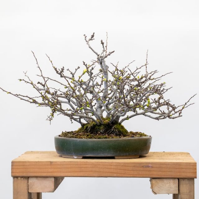 Developing chojubai - tips from Left Coast Bonsai - Bonsai Tonight