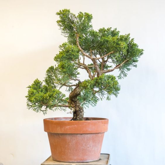 Four-year progression: making a shimpaku juniper from graft - Bonsai ...