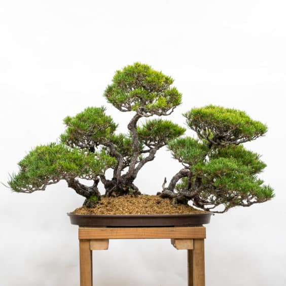 Mid-repotting report: Japanese red pine - Bonsai Tonight