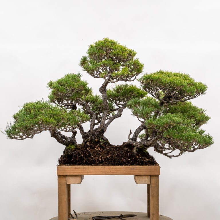 Repotting a red pine