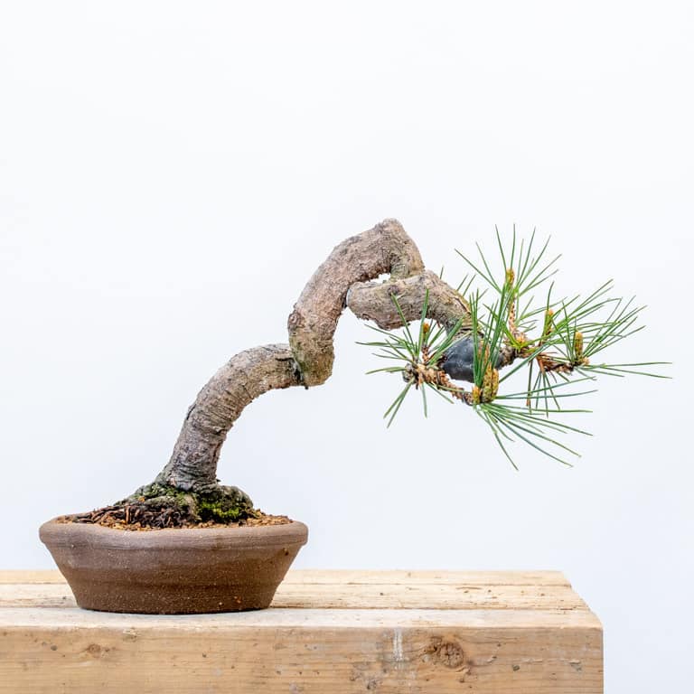 Black pine after repotting