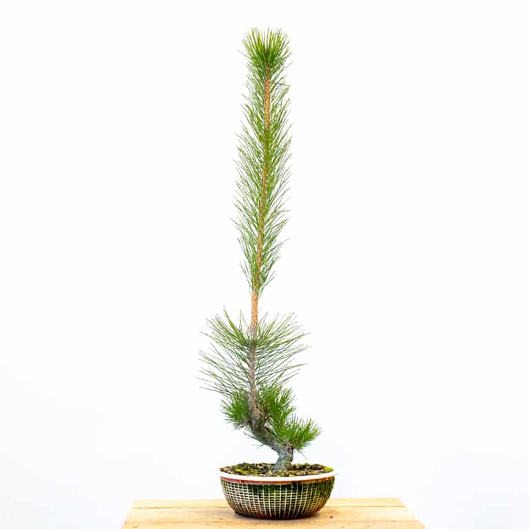Four year-old pine