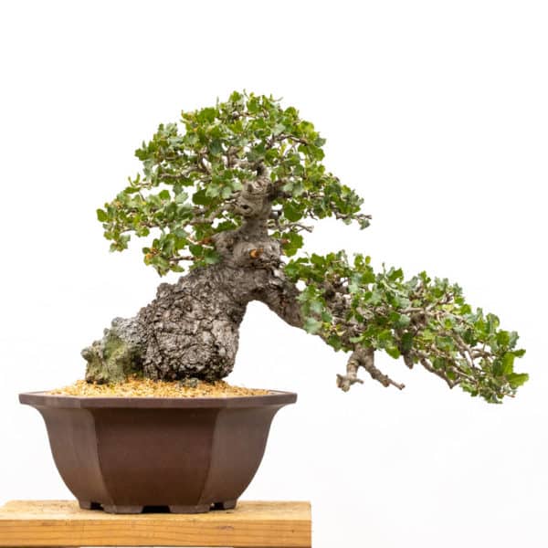 Coast Live Oak Update - Plus Submission Tips For The Pacific Bonsai 