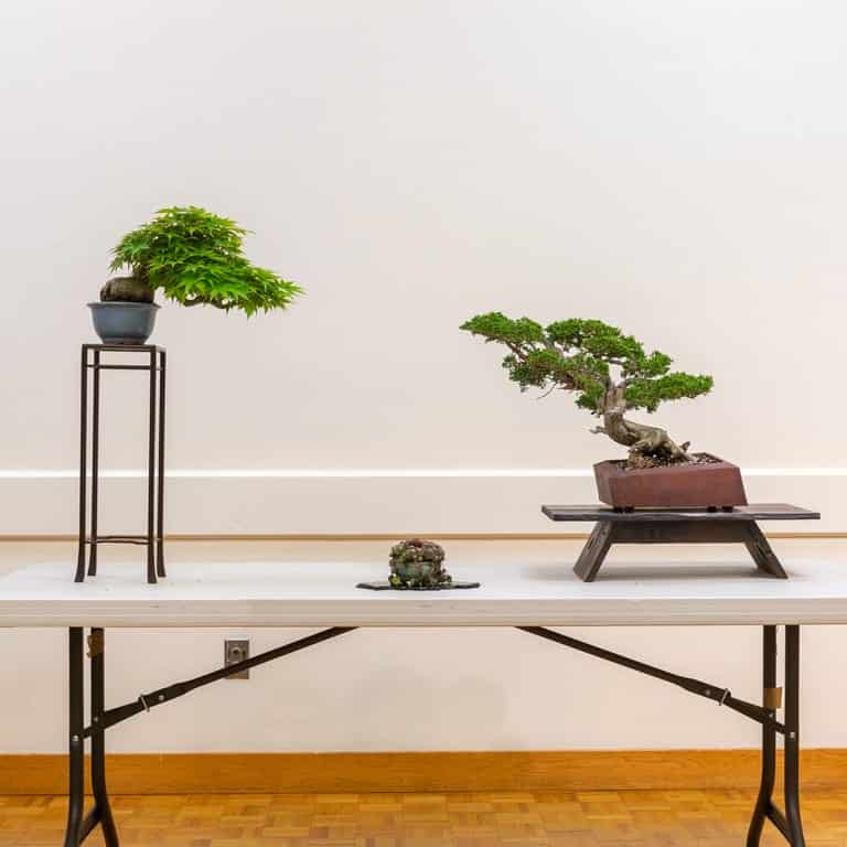 Three-point display with maple and shimpaku