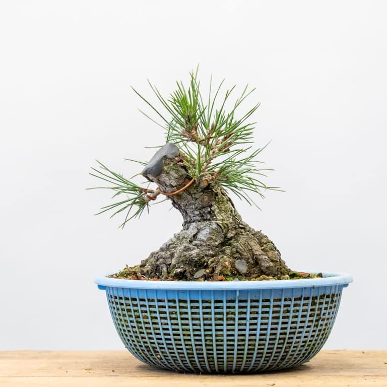 Mini pine pre-bonsai