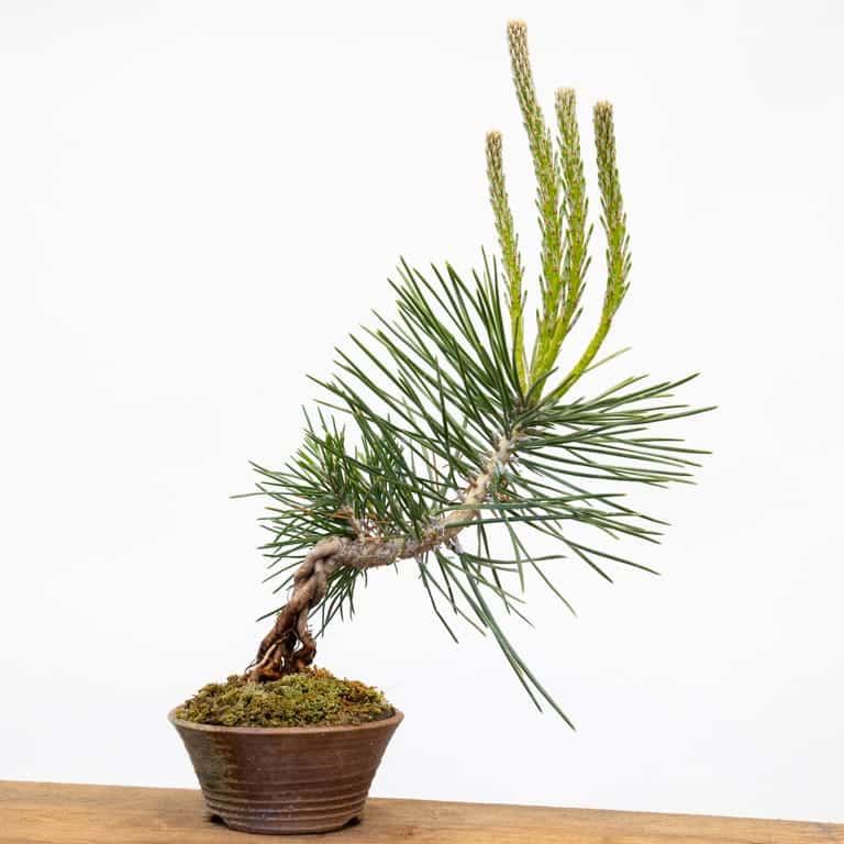 Two-year old pine