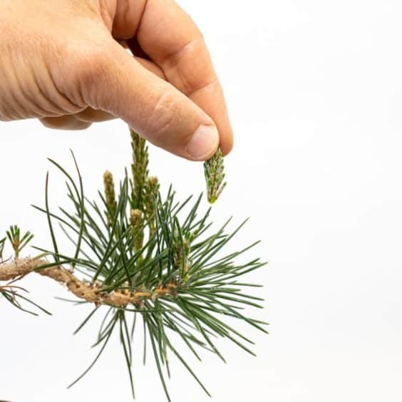 Pinching candles on small exposed root pines Bonsai Tonight