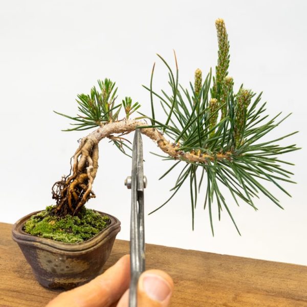 Pinching candles on small exposed root pines Bonsai Tonight