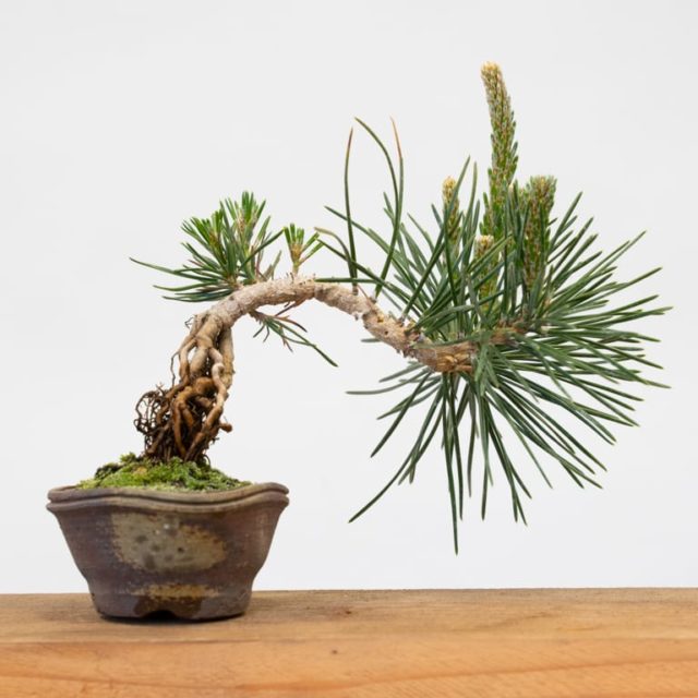 Pinching candles on small exposed root pines Bonsai Tonight