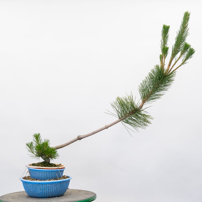 Young pine