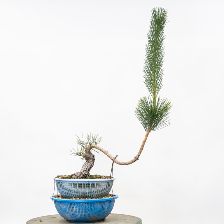 Eight year-old pine