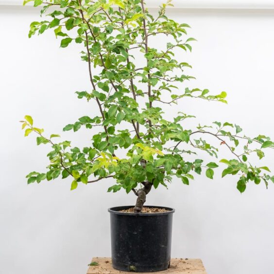 Summer pruning young deciduous trees - Bonsai Tonight