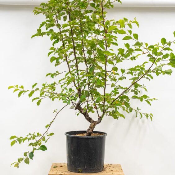 Summer pruning young deciduous trees - Bonsai Tonight