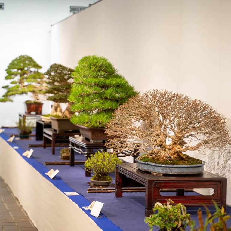 Árboles en la Exposición Kokufu 2020