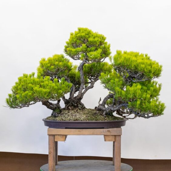 Decandling and thinning a red pine forest - Bonsai Tonight