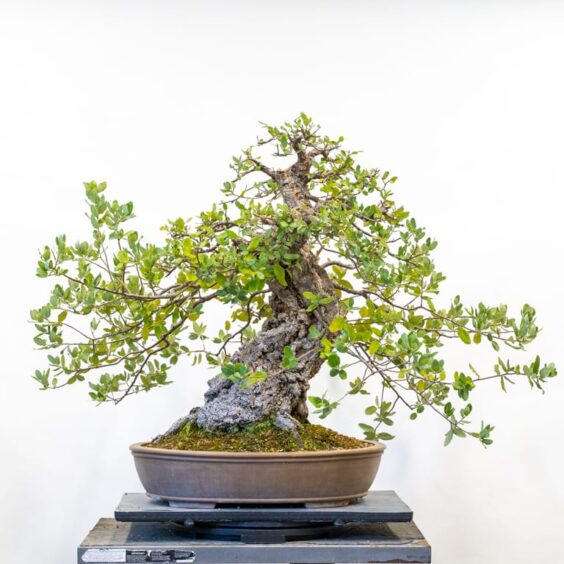 Bonsai Development Series #27: Focusing growth on the lowest primary ...