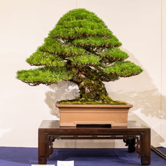 Bonsai stand conventions - Bonsai Tonight