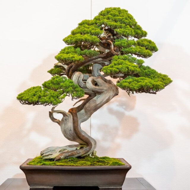 Kokufu scoring exercise results - Bonsai Tonight