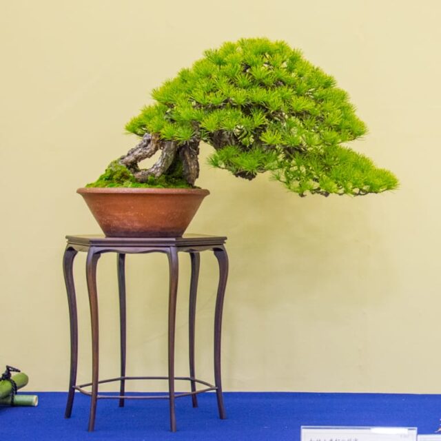 Bonsai Stand Convenciones Bonsai Tonight Mis Plantas