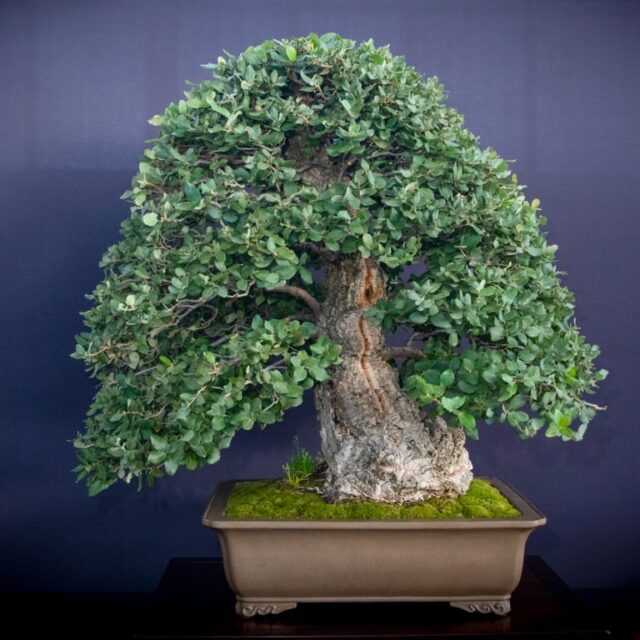 Scoring broadleaf evergreen bonsai at the Expo - Bonsai Tonight