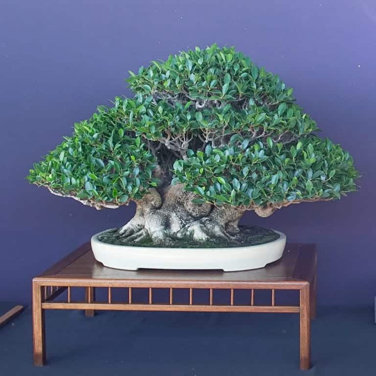 Ficus de corteza de tigre baniano chino