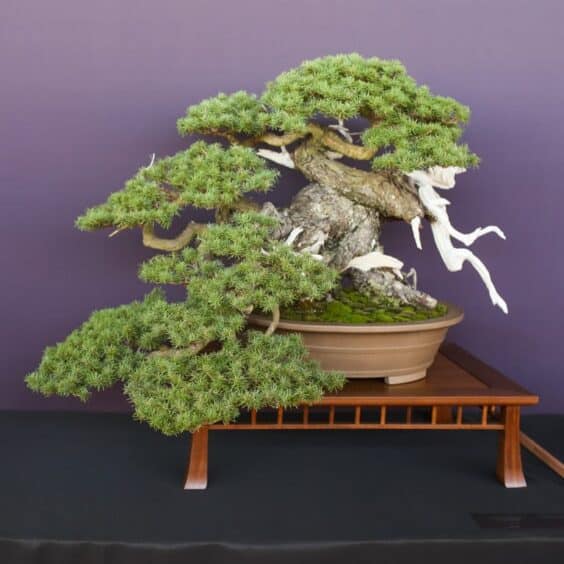 Conifers at the Pacific Bonsai Expo - Bonsai Tonight