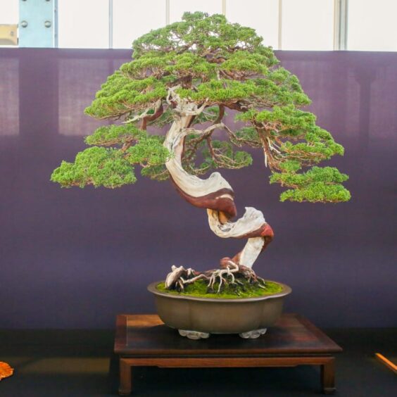 Conifers at the Pacific Bonsai Expo Bonsai Tonight
