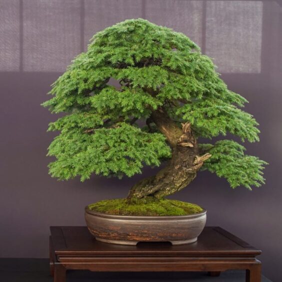 Conifers at the Pacific Bonsai Expo - Bonsai Tonight