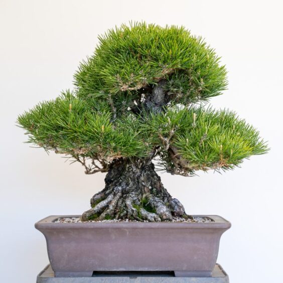 Field-grown black pine progression - part 2 - Bonsai Tonight