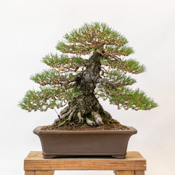 Field-grown black pine progression - part 2 - Bonsai Tonight