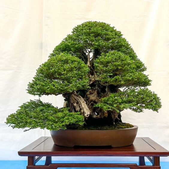 Highlights from the 41st BABA Exhibition - Bonsai Tonight