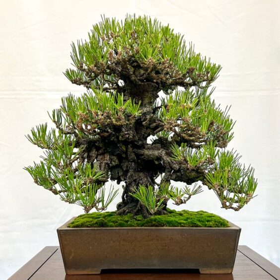 Highlights from the 41st BABA Exhibition - Bonsai Tonight